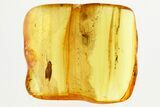 Detailed Fossil Caddisfly (Trichoptera) In Baltic Amber #362668-2